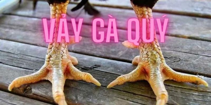 vảy gà quý